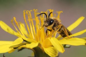Wildbienenhotel-Führung für Kinder und Eltern